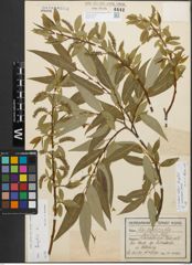 Foto von Salix alba L. x Salix fragilis L.
